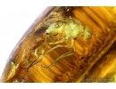 Extremely rare ACTION! FLY WITH TWO (!!) PSEUDOSCORPIONS (PHORESY). Fossil inclusions in Baltic amber #6120