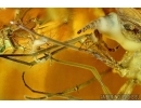 Extremely rare ACTION! FLY WITH TWO (!!) PSEUDOSCORPIONS (PHORESY). Fossil inclusions in Baltic amber #6120