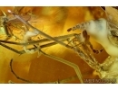 Extremely rare ACTION! FLY WITH TWO (!!) PSEUDOSCORPIONS (PHORESY). Fossil inclusions in Baltic amber #6120