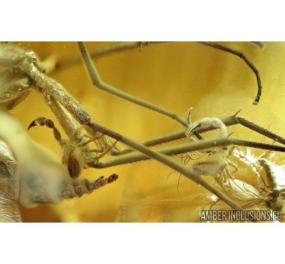 Extremely rare ACTION! FLY WITH TWO (!!) PSEUDOSCORPIONS (PHORESY). Fossil inclusions in Baltic amber #6120