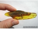 Extremely rare ACTION! FLY WITH TWO (!!) PSEUDOSCORPIONS (PHORESY). Fossil inclusions in Baltic amber #6120