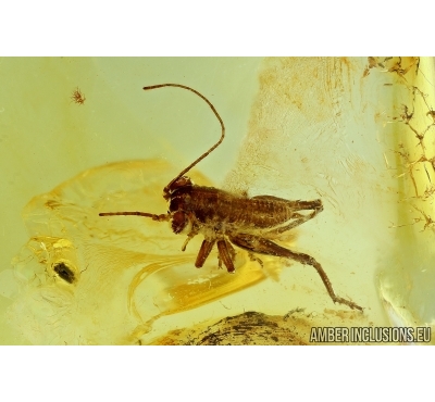Orthoptera, Cricket in Baltic amber #6122