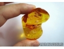 Big Cricket Orthoptera in Baltic amber #6123