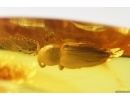 Elateroidea, Click beetle. Fossil inclusion in Baltic amber #6139
