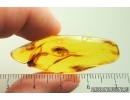 Elateroidea, Click beetle. Fossil inclusion in Baltic amber #6139