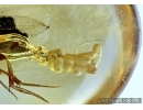 Phoridae, Scuttle Fly with Eggs and Nematoda, Parasitic Worm! Fossil insects in Baltic amber #6151