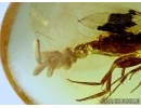 Phoridae, Scuttle Fly with Eggs and Nematoda, Parasitic Worm! Fossil insects in Baltic amber #6151