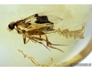 Phoridae, Scuttle Fly with Eggs and Nematoda, Parasitic Worm! Fossil insects in Baltic amber #6151