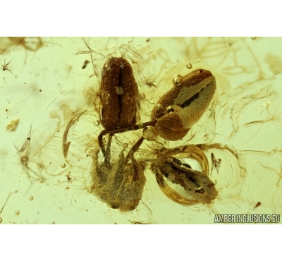 OAK FLOWERS and MORE. Fossil inclusions in Baltic amber #6152