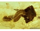 OAK FLOWERS and MORE. Fossil inclusions in Baltic amber #6152
