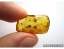 OAK FLOWERS and MORE. Fossil inclusions in Baltic amber #6152