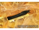 Two Big very rare Pine Spines Needles PINACEAE in big 35g amber stone, fossil inclusions Baltic amber #6153