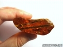 Two Big very rare Pine Spines Needles PINACEAE in big 35g amber stone, fossil inclusions Baltic amber #6153