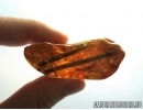 Two Big very rare Pine Spines Needles PINACEAE in big 35g amber stone, fossil inclusions Baltic amber #6153