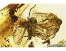 WINGED PLANTHOPPER, HEMIPTERA, CICADINA. Fossil insect in Baltic amber #6170