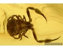 PSEUDOSCORPION, Geogarypidae, Geogarypus and FLY AXYMYIIDAE. Fossil inclusions in Baltic amber #6177