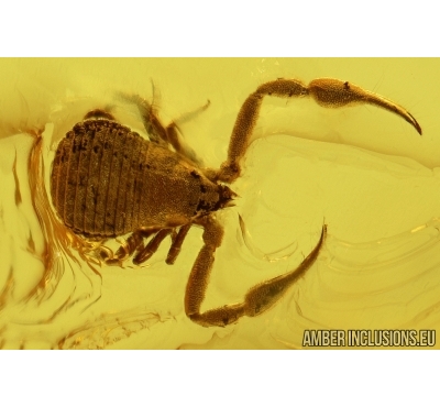 PSEUDOSCORPION, Geogarypidae, Geogarypus and FLY AXYMYIIDAE. Fossil inclusions in Baltic amber #6177