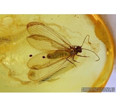 Neuroptera, Lacewing. Fossil insect in Baltic amber #6179