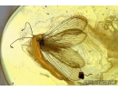 Neuroptera, Lacewing. Fossil insect in Baltic amber #6179