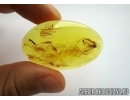 Neuroptera, Lacewing. Fossil insect in Baltic amber #6179