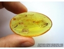 Neuroptera, Lacewing. Fossil insect in Baltic amber #6179