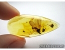 VERY RARE SCORPIONFLY, MECOPTERA, PANORPADIDAE. Fossil insect in BALTIC AMBER #6193