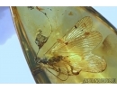 VERY RARE SCORPIONFLY, MECOPTERA, PANORPADIDAE. Fossil insect in BALTIC AMBER #6193