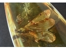 VERY RARE SCORPIONFLY, MECOPTERA, PANORPADIDAE. Fossil insect in BALTIC AMBER #6193