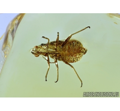 Aphid, Aphididae. Fossil insect in Baltic amber #6196
