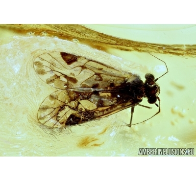 PSOCOPTERA, PSOCID. Fossil insect in Baltic amber #6200