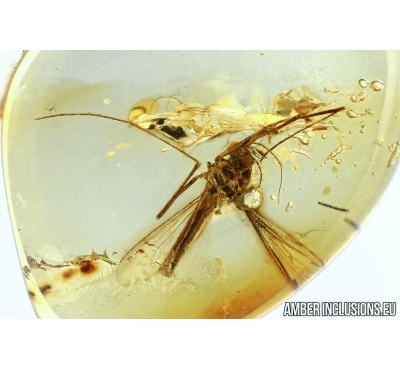 Extremely Rare Mosquito, Culicidae, Culex. Fossil insect in Baltic amber #6206