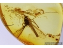 Extremely Rare Mosquito, Culicidae, Culex. Fossil insect in Baltic amber #6206