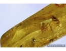 ALDERFLY, MEGALOPTERA, SIALIDAE, Rare Aquatic Larva. Fossil insect in BALTIC AMBER #6209