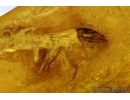 ALDERFLY, MEGALOPTERA, SIALIDAE, Rare Aquatic Larva. Fossil insect in BALTIC AMBER #6209