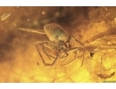Cicadina, Anisopodidae Wood gnat Pupa, Spider, Beetle and unknown Insect Fragment. Fossil inclusions Baltic amber stone #6212