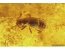 Cicadina, Anisopodidae Wood gnat Pupa, Spider, Beetle and unknown Insect Fragment. Fossil inclusions Baltic amber stone #6212