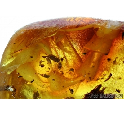 Mecoptera, Panorpidae, Scorpionfly fragment. Fossil inclusion in Baltic amber #6215