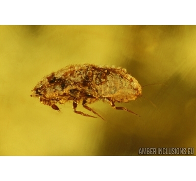 RARE COCCID, COCCOIDEA, ANT and COLLEMBOLA. Fossil inclusions in Baltic amber #6219