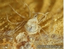 Rare Mite, Oribatida. Fossil insect in Baltic amber #6231