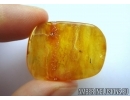 Rare Mite, Oribatida. Fossil insect in Baltic amber #6231