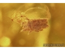 Big Centipede Myriapoda, Mite Camisidae?, Coccid larva, Aphid, Spider head and More. Fossil inclusions in Baltic amber #6232