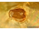 Big Myriapoda, Mite Camisidae?, Coccid larva, Aphid and More. Fossil inclusions in Baltic amber #6232