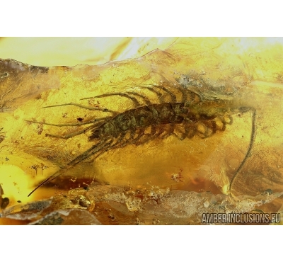 Big Myriapoda, Mite Camisidae?, Coccid larva, Aphid and More. Fossil inclusions in Baltic amber #6232