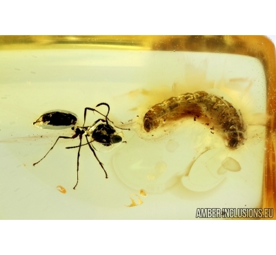 Hymenoptera, Ant and Larva. Fossil inclusions in Baltic amber #6235