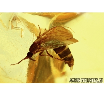 SCATOPSIDAE, BLACK SCAVENGER FLY. FOSSIL INSECT IN BALTIC AMBER #6259