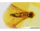 Snipe Fly, Rhagionidae. Fossil insect in Baltic amber #6261