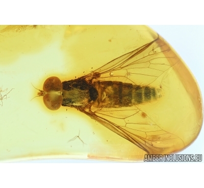 Snipe Fly, Rhagionidae. Fossil insect in Baltic amber #6261