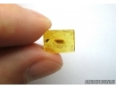 Isopoda, Woodlice. Fossil insect in Baltic amber #6274