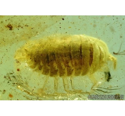 Isopoda, Woodlice. Fossil insect in Baltic amber #6274