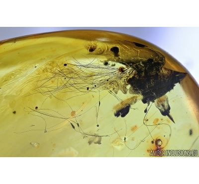 Mammalian hair and Leaf. Fossil inclusion in Baltic amber #6276